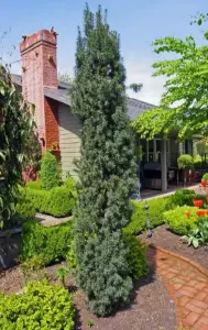 Тис ягодный 10-12 см ростки саженцы рассада