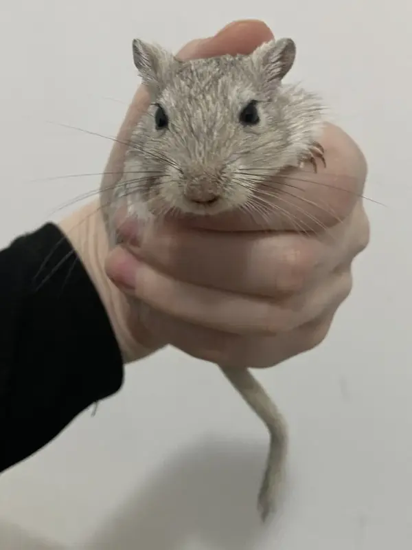 Мышки песчанки - Вся Беларусь - 241913 - Доска объявлений Kupika.by - Фото 3