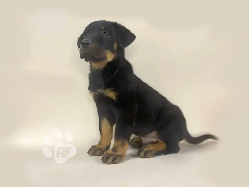 Щенки Босерона (французская овчарка) - Вся Беларусь - 239285 - Доска объявлений Kupika.by - Фото 3