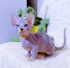 Кошки - Канадский сфинкс бамбино мальчик - Вся Беларусь Канадский сфинкс бамбино мальчик - Вся Беларусь - 241861 - Доска объявлений Kupika.by