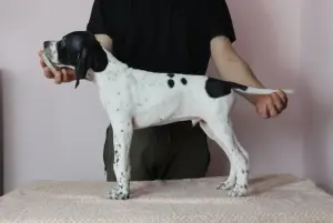 Щенки Английского пойнтера