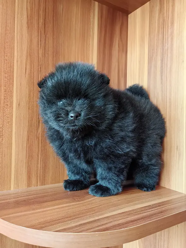 Мальчик померанский шпиц