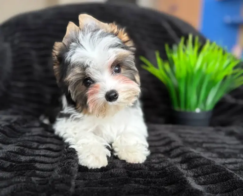 Мальчик мини бивер-йорк бебифейс доставка