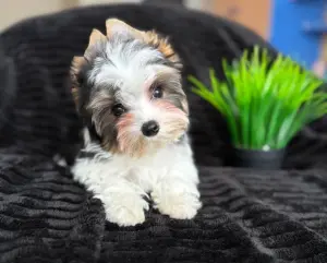 Мальчик мини бивер-йорк бебифейс доставка