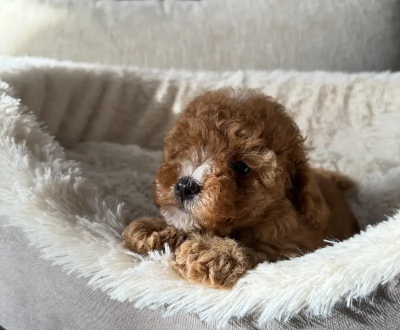 Собаки - Девочки пуделя - Вся Беларусь - Фото 3 Девочки пуделя - Вся Беларусь - 241947 - Доска объявлений Kupika.by - Фото 3