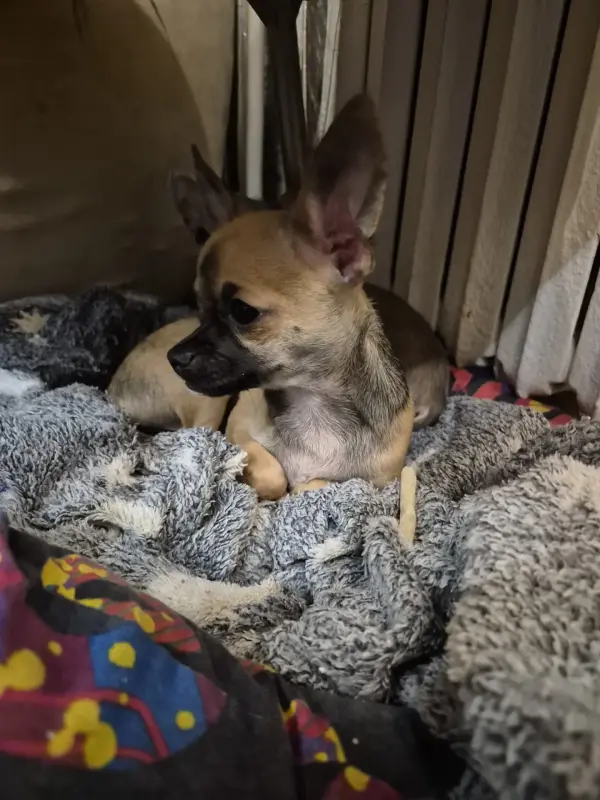 Собаки - Мальчик чихуахуа - Вся Беларусь - Фото 3 Мальчик чихуахуа - Вся Беларусь - 241488 - Доска объявлений Kupika.by - Фото 3