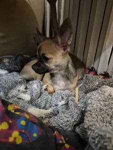 Мальчик чихуахуа