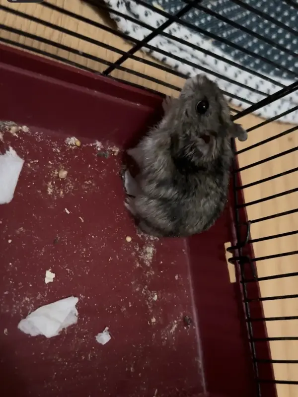 Хомяк джунгарик