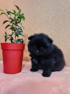 Мальчик померанский шпиц.