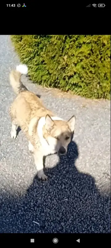 в дар молодая собачка помесь породы Вельш-корги - Вся Беларусь - 240551 - Доска объявлений Kupika.by - Фото 2