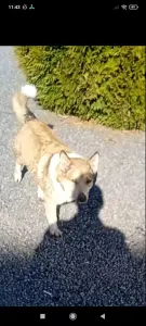 в дар молодая собачка помесь породы Вельш-корги