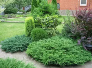 Можжевельник 10-12 см ростки саженцы рассада