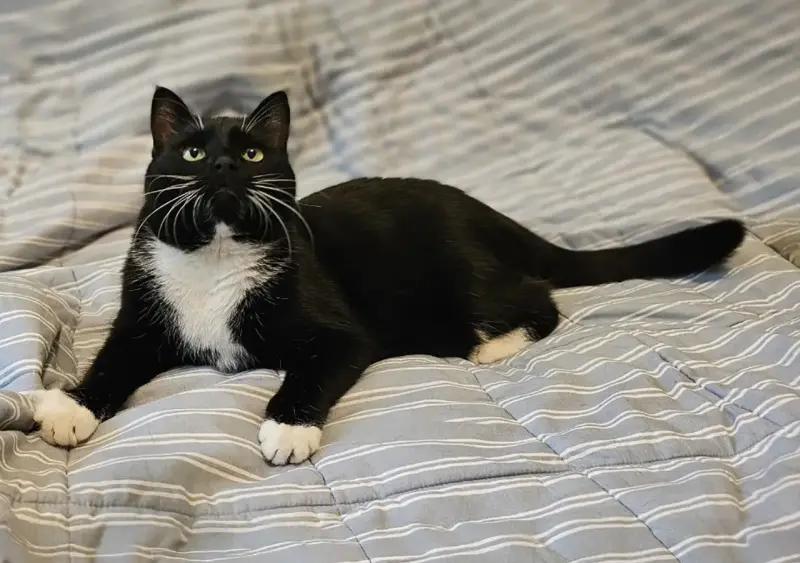 Очаровательная кошка Соня в дар - Вся Беларусь - 239907 - Доска объявлений Kupika.by - Фото 4