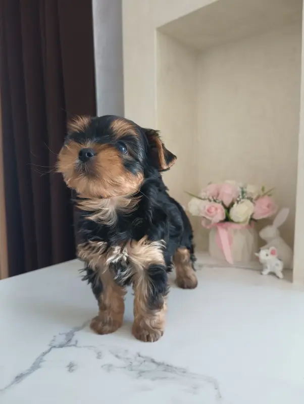 Йоркширский терьер, щенки - Вся Беларусь - 238816 - Доска объявлений Kupika.by - Фото 3