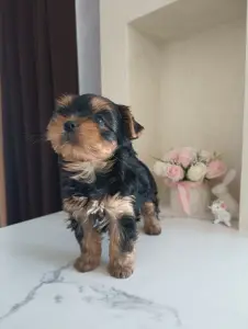 Йоркширский терьер, щенки