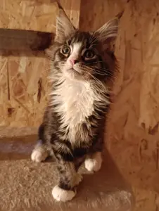 Мейн-кун котята