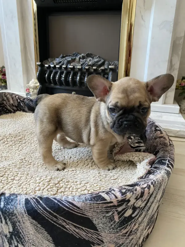 Собаки - Щенок щенки Французский бульдог - Вся Беларусь - Фото 2 Щенок щенки Французский бульдог - Вся Беларусь - 240842 - Доска объявлений Kupika.by - Фото 2