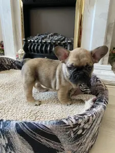 Щенок щенки Французский бульдог