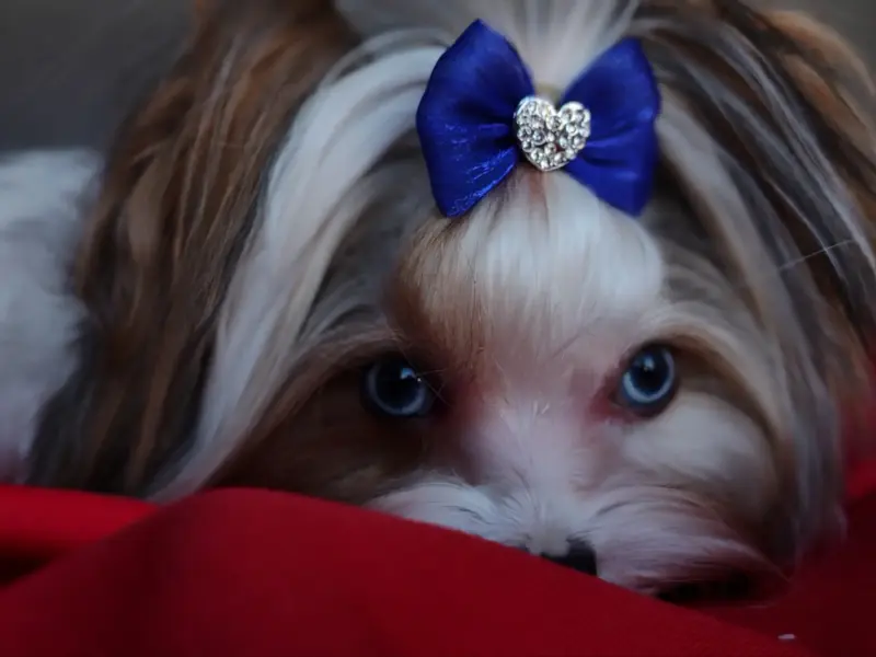 Вязка блуберри - Вся Беларусь - 241006 - Доска объявлений Kupika.by - Фото 2