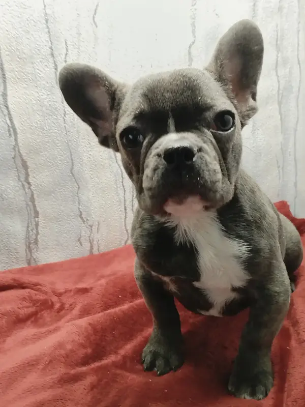 Французский бульдог девочка голубого окраса - Вся Беларусь - 238701 - Доска объявлений Kupika.by - Фото 2