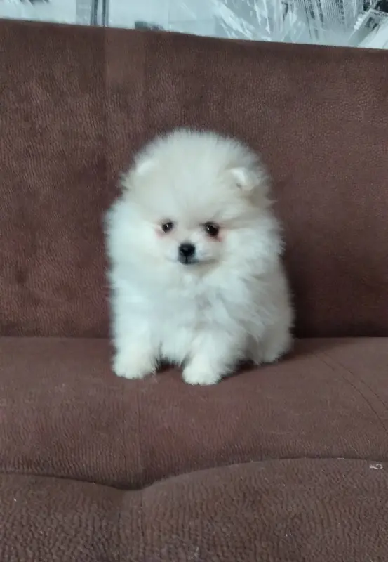 Померанский шпиц мини, щенки разных окрасов - Вся Беларусь - 239209 - Доска объявлений Kupika.by - Фото 2