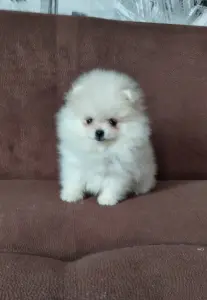 Померанский шпиц мини, щенки разных окрасов