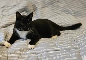 Очаровательная кошка Соня в дар