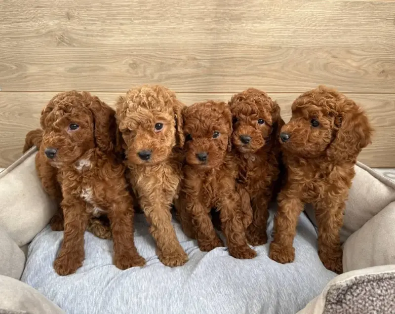 Щенки той пуделя