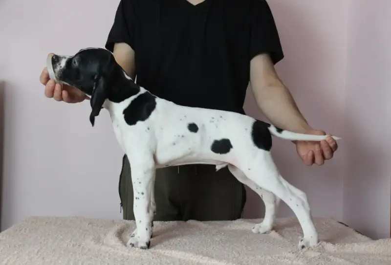 Щенки Английского пойнтера - Вся Беларусь - 239207 - Доска объявлений Kupika.by - Фото 6