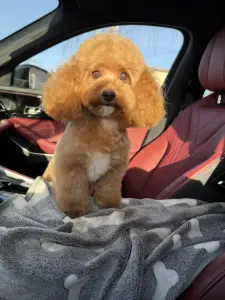 Щенки мальтипу кавапу Пушон Помапу доставка