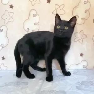 Котенок Симба - малыш-уголек