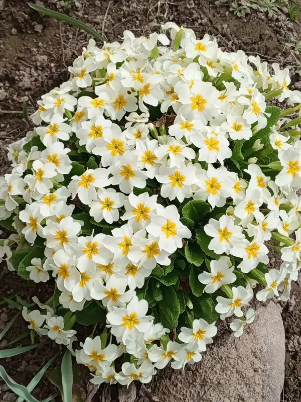 Цветы, рассада перца, кустарники