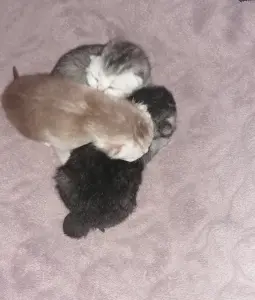 Котята шотландские вислоухие