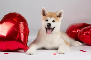 Мимишная девочка акита ину