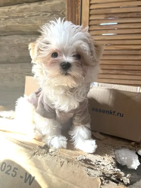 Щенки мальтипу кавапу Йорка и бивер Йорка доставка