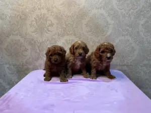 Щенки мальтипу кавапу пушон пудель доставка