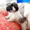 Ши-тцу - Брест - 239910 - Доска объявлений Kupika.by