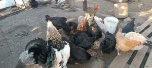 Продам куриное яйцо на инкубацию