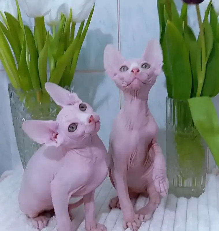 Канадский сфинкс