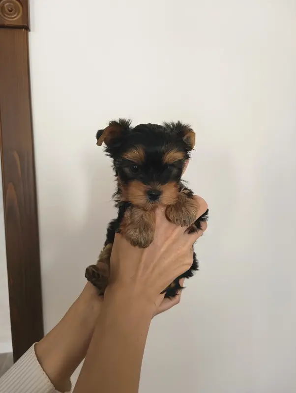 Йоркширский терьер, щенки - Вся Беларусь - 238816 - Доска объявлений Kupika.by - Фото 4