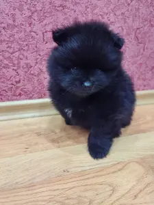 Мальчик померанский шпиц