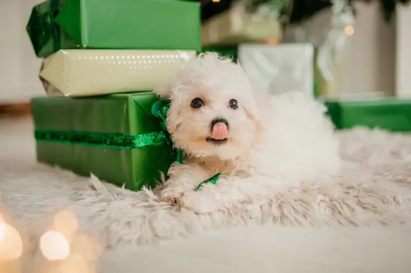 Щенки бишон фризе - Любча - 236952 - Доска объявлений Kupika.by - Фото 8