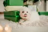 Щенки бишон фризе - Любча - 236952 - Доска объявлений Kupika.by - Фото 8