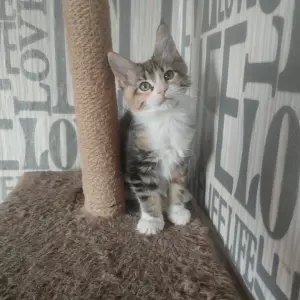 Кошечки Мейн-Кун