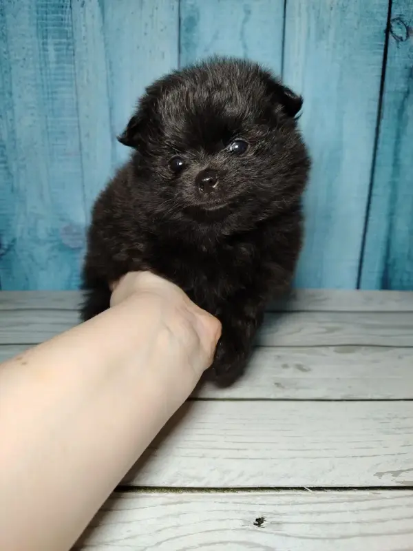 Собаки - Щенки померанского шпица, редкий Чёрный окрас. - Вся Беларусь - Фото 6 Щенки померанского шпица, редкий Чёрный окрас. - Вся Беларусь - 240075 - Доска объявлений Kupika.by - Фото 6