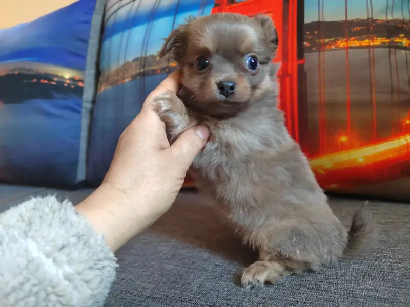 Чихуахуа детишки веселые мальчишки - Вся Беларусь - 239822 - Доска объявлений Kupika.by - Фото 4