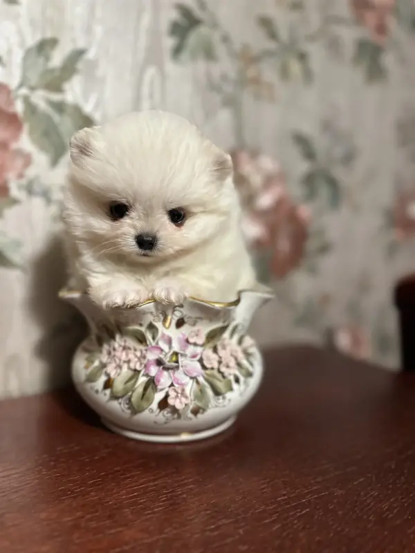 Померанский шпиц