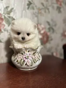 Померанский шпиц