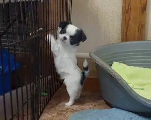 Чихуахуа шикарный мальчик и много разных щенков