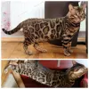 Бенгальские котята - Вся Беларусь - 241595 - Доска объявлений Kupika.by